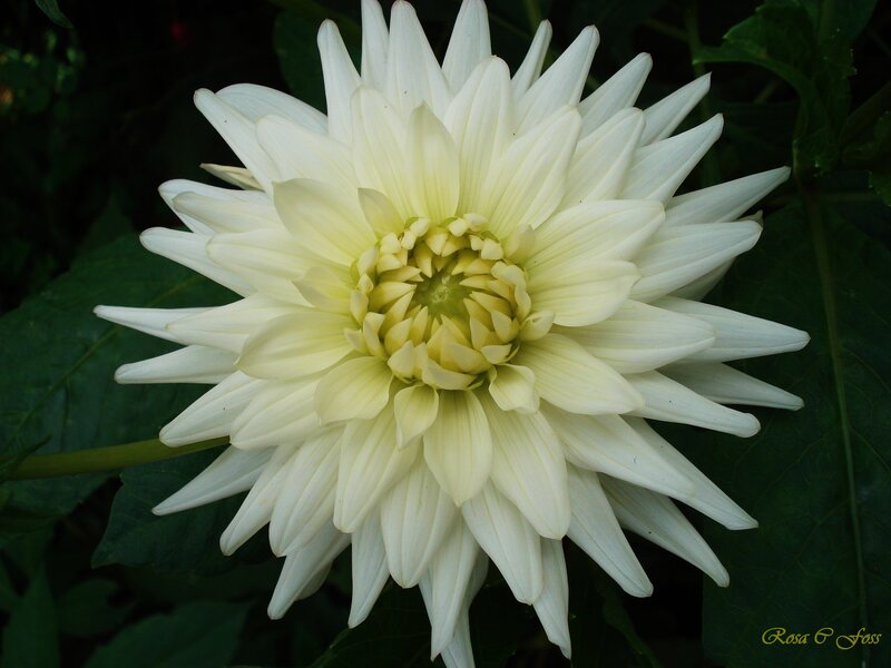White Dahlia Flower — Calm