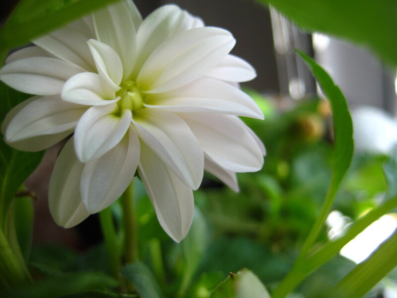 White dahlia flower close-up