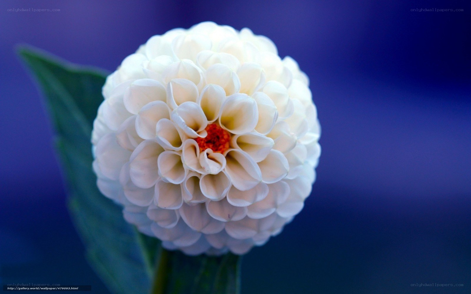 White dahlia flower close-up