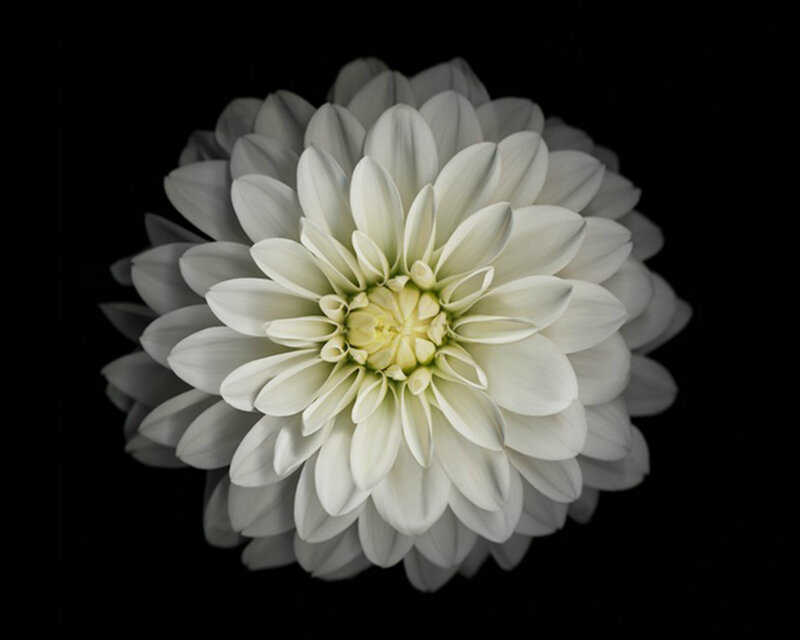 White Dahlia Flower — Dramatic