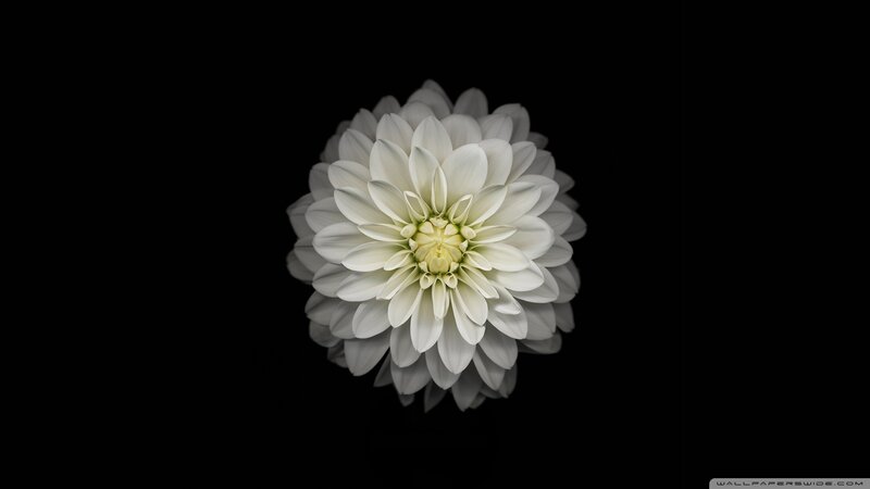 White Dahlia Flower — Minimalist