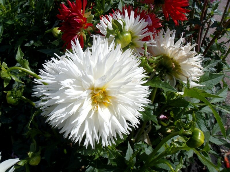 White Dahlia Flower — Natural