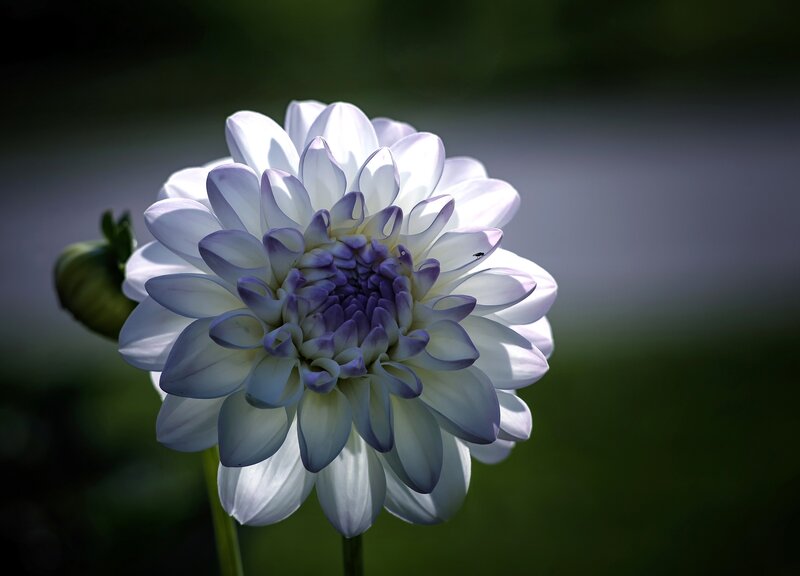 White Dahlia Flower — Serene, Afternoon, Photograph, Bud, Insect
