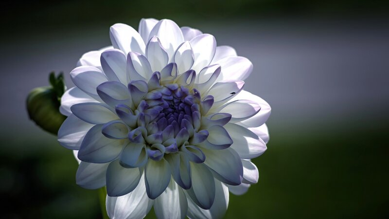 White Dahlia Flower — Serene, Afternoon, Photograph, Bud
