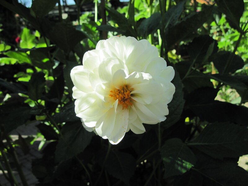White Dahlia Flower — Serene, Afternoon, Photograph, Leaves, Sunlight