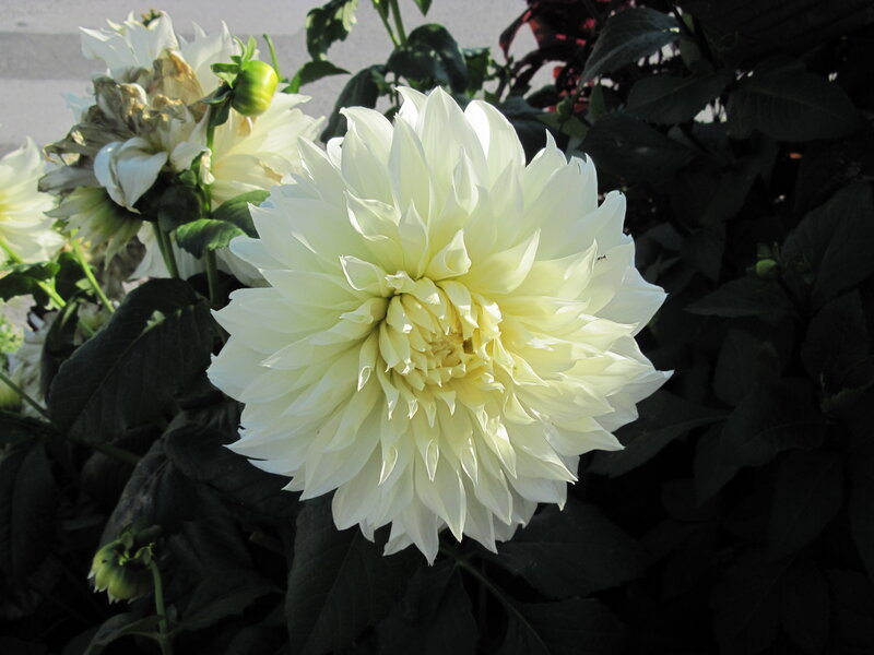 White Dahlia Flower — Serene, Afternoon, Photograph, Leaves