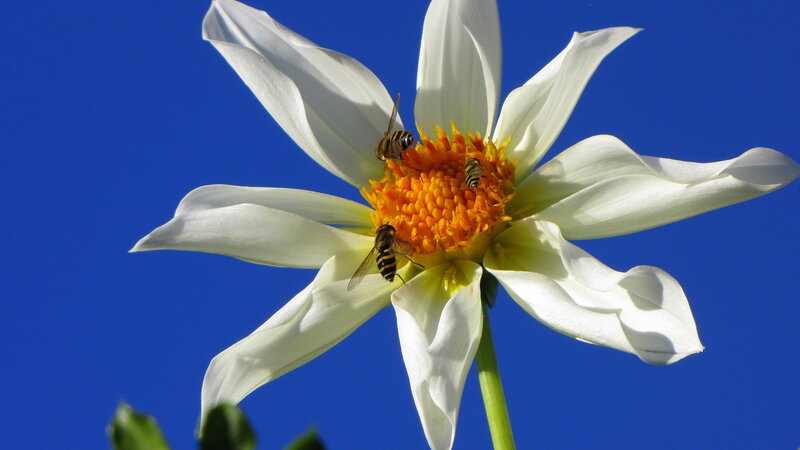 White Dahlia Flower — Serene, Afternoon