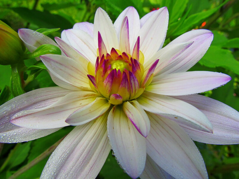 White Dahlia Flower — Serene, Morning