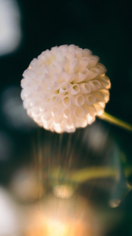 White Dahlia Flower — Serene, Photograph, Stem