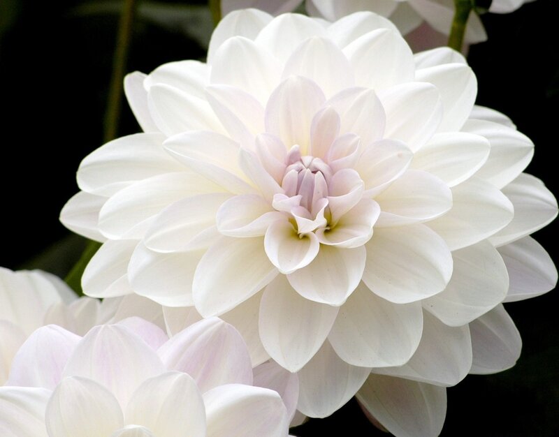 White Dahlia Flower — Serene, Photograph
