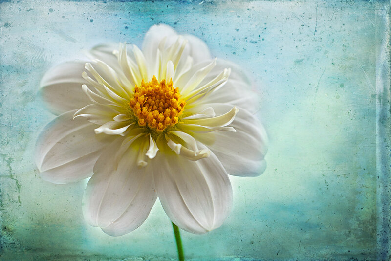 White Dahlia Flower — Serene, Photograph, Yellow Center
