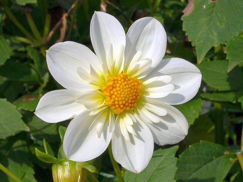 White Dahlia Flower — Serene