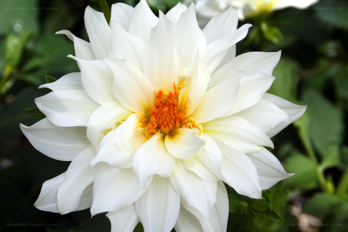 White dahlia flower