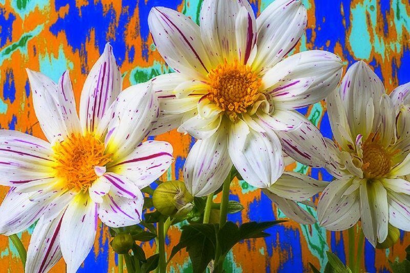 White Dahlia Flowers — Blue