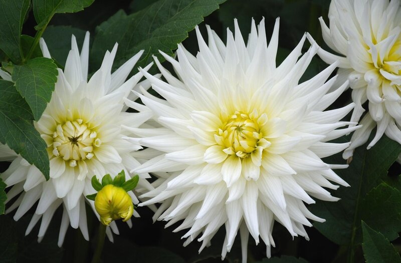 White Dahlia Flowers — Calm, Photograph, Green Leaves