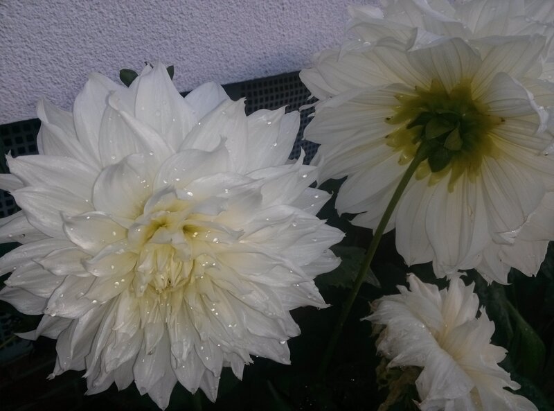 White Dahlia Flowers — Calm, Photograph