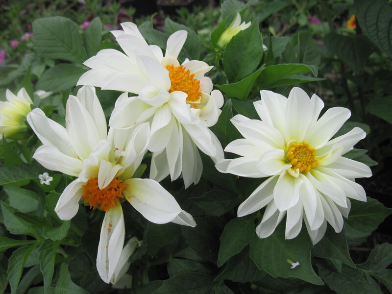 White Dahlia Flowers — Calm