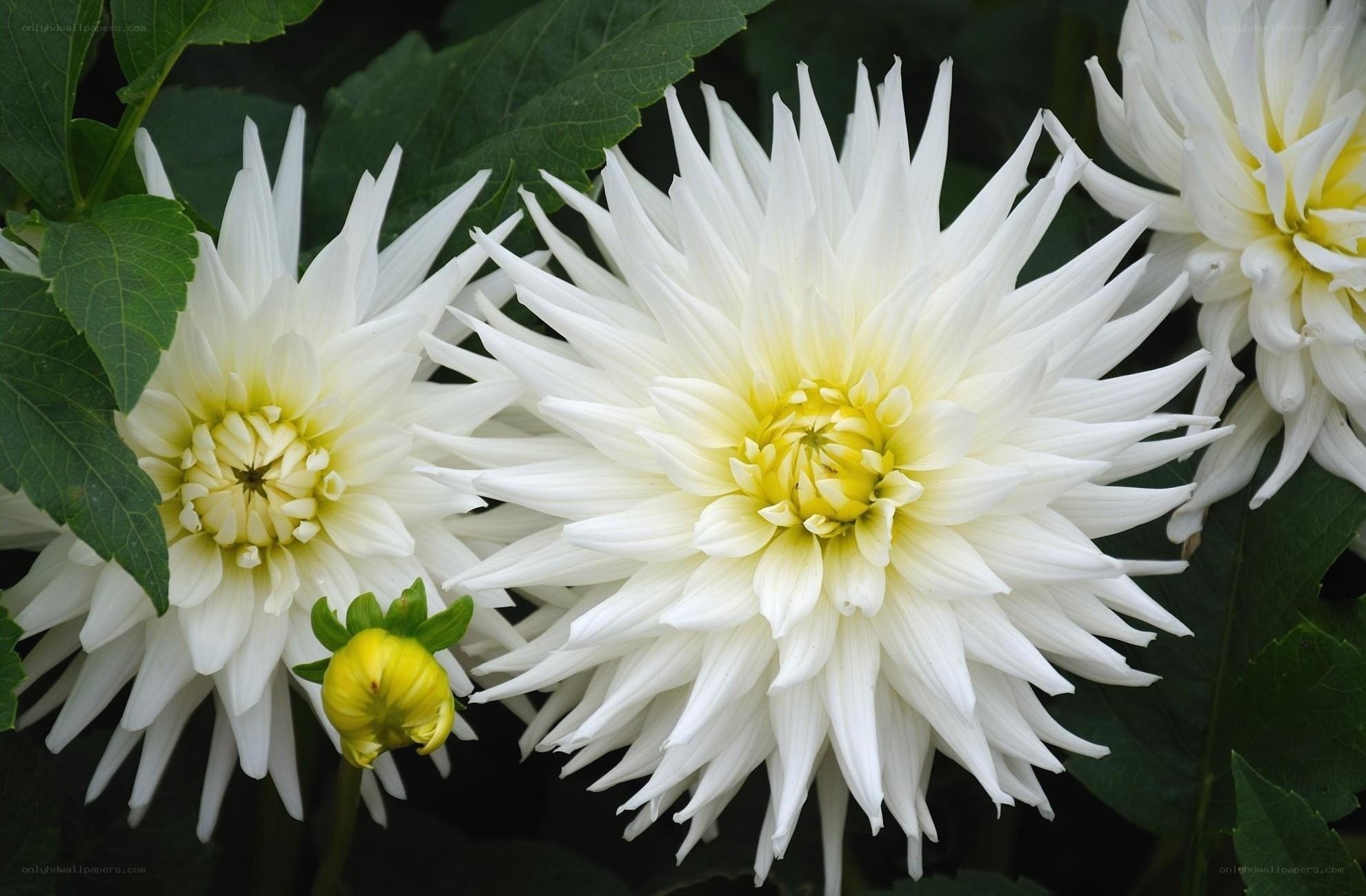 White dahlia flowers in bloom
