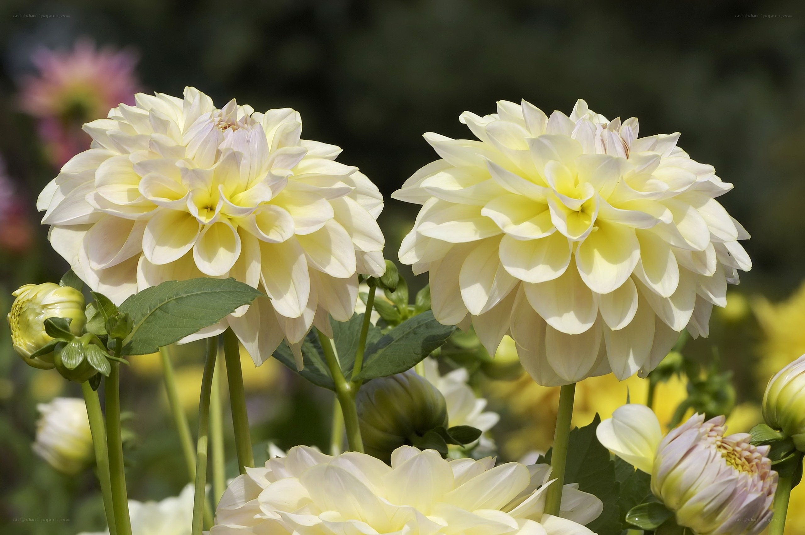 White dahlia flowers in bloom