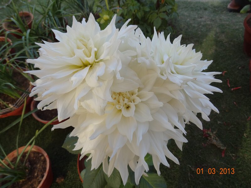 White dahlia flowers in garden