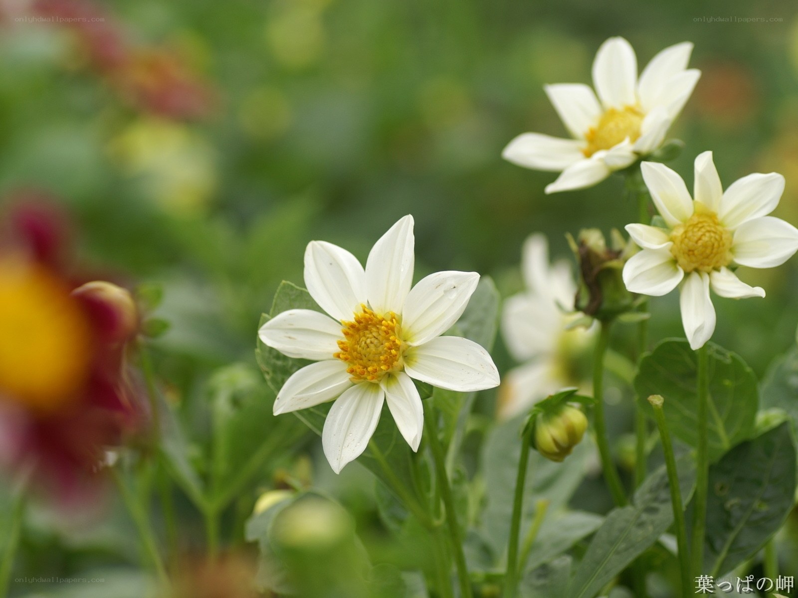 White dahlia flowers in garden