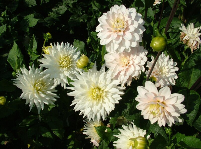 White Dahlia Flowers — Serene, Afternoon