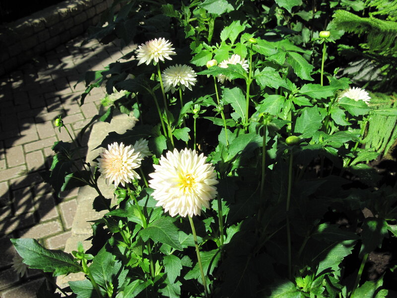 White Dahlia Flowers — Serene