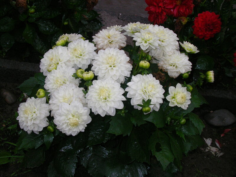 White Dahlia Flowers