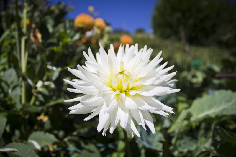 White dahlia in garden