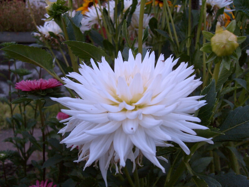 white dahlia in garden