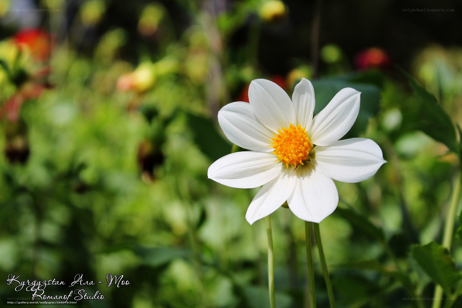 White dahlia in garden