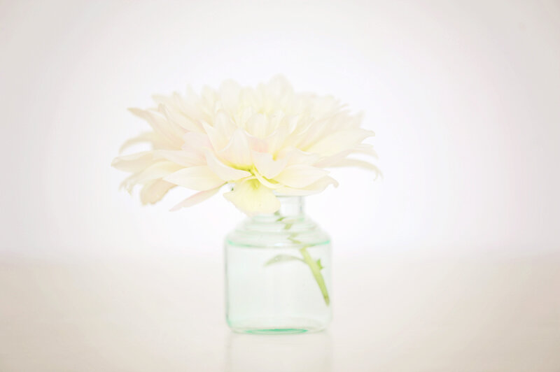 White Dahlia in Vase