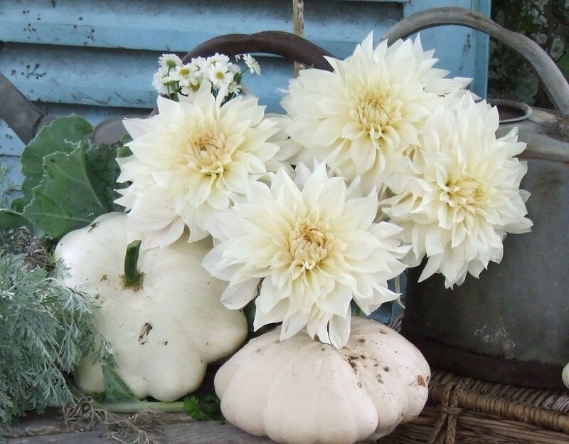 White Dahlias and Pumpkins