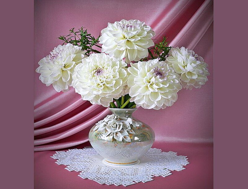White Dahlias in Vase