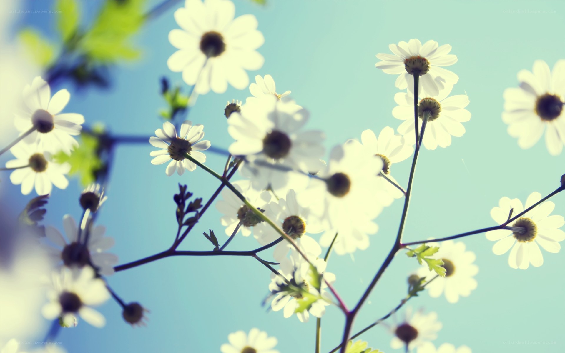 White daisies against blue sky