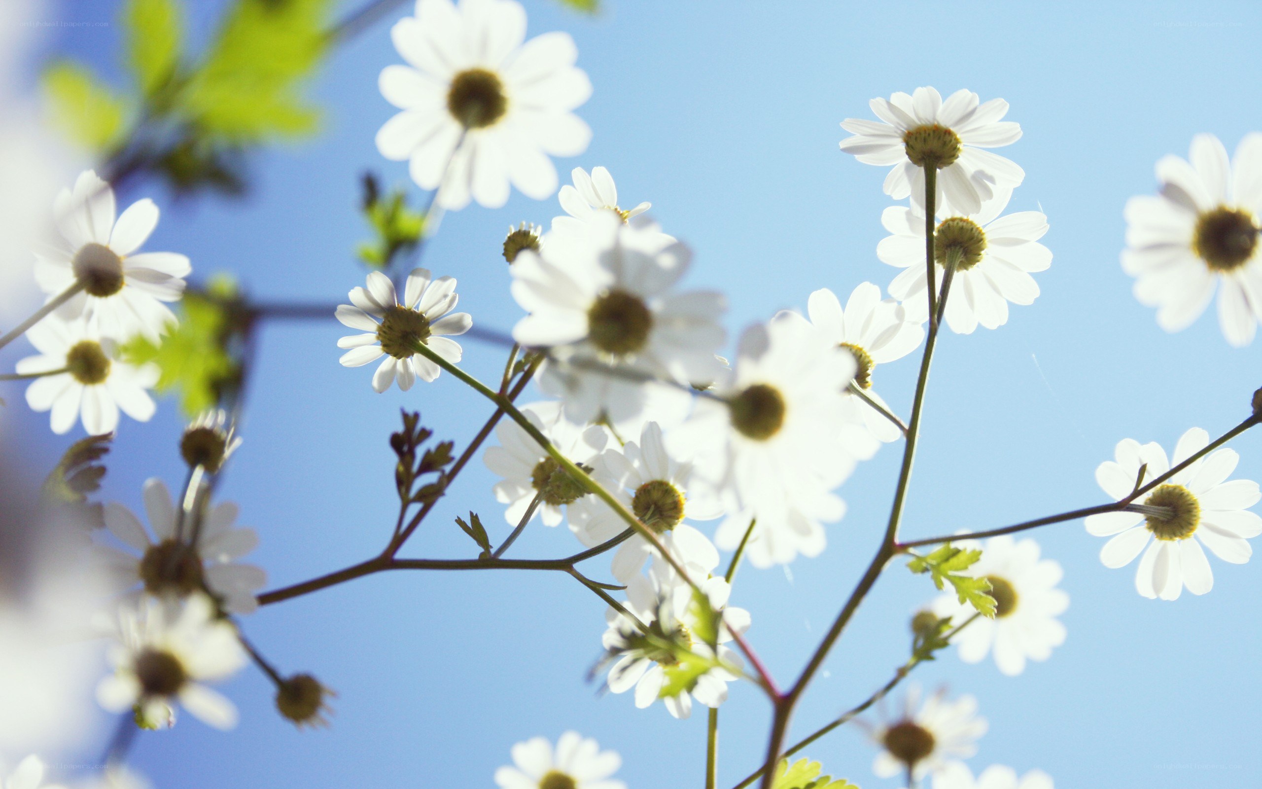 White daisies against blue sky