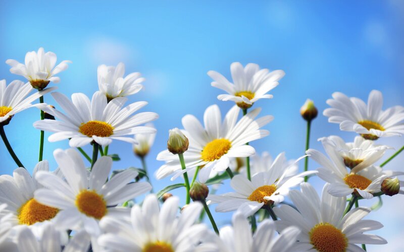 White daisies against blue sky