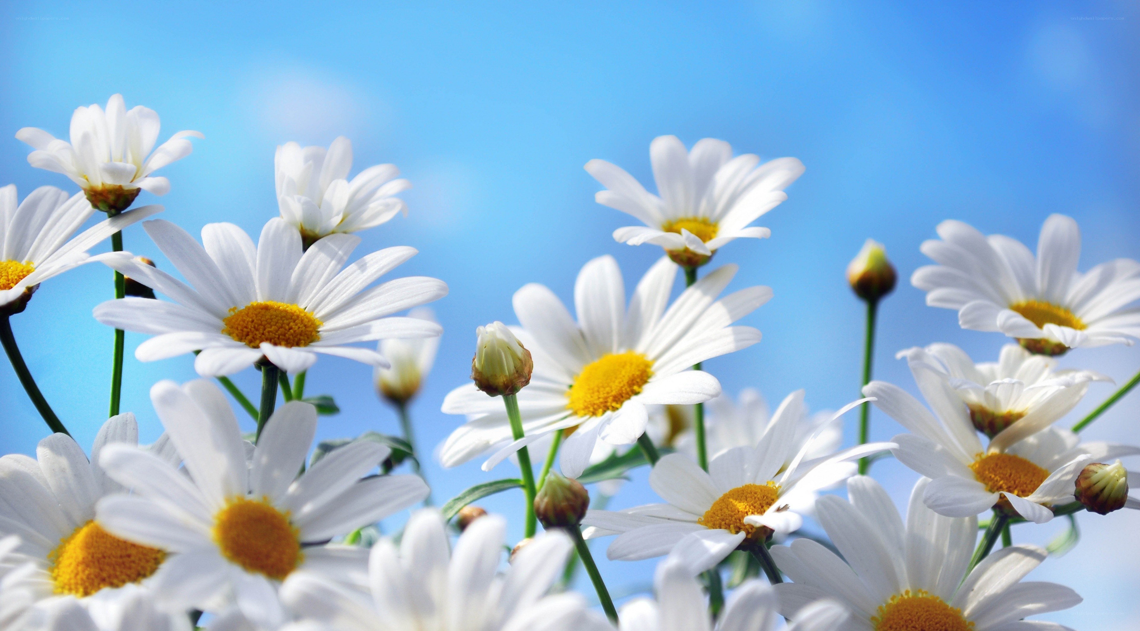White daisies against blue sky