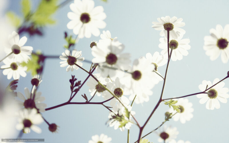 White daisies against blue sky