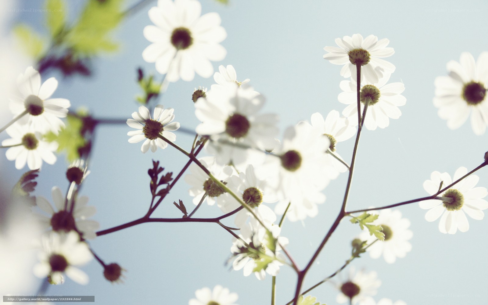 White daisies against blue sky