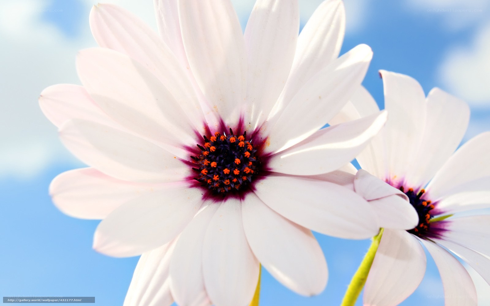 White daisies against blue sky