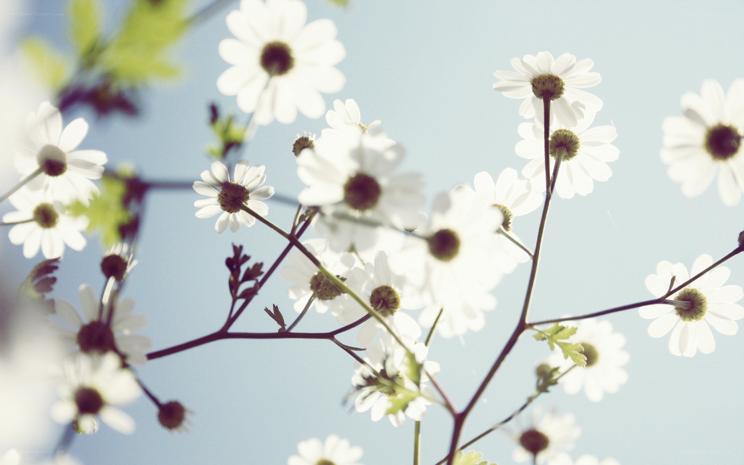 White daisies against blue sky