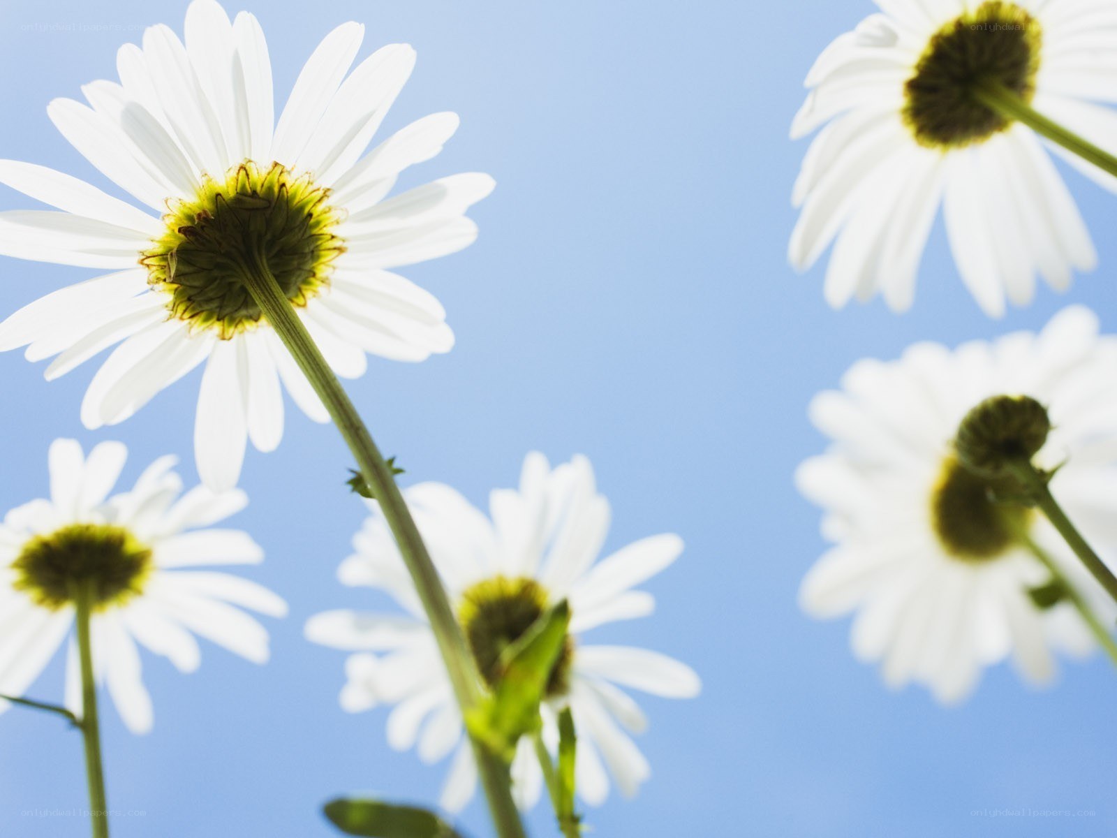 White daisies against blue sky