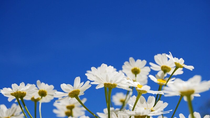 White Daisies Against Blue Sky — Serene, Afternoon, Photograph, Flowers, Stems