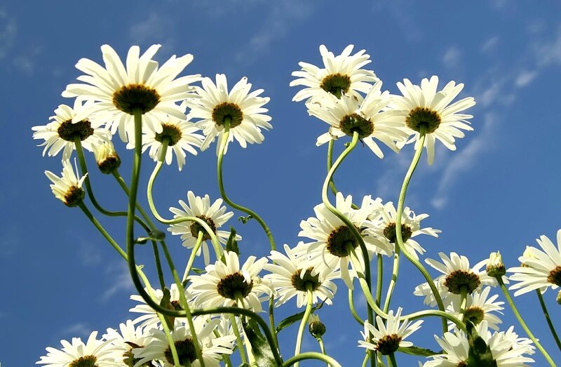 White Daisies Against Blue Sky — Serene, Afternoon, Photograph, Flowers