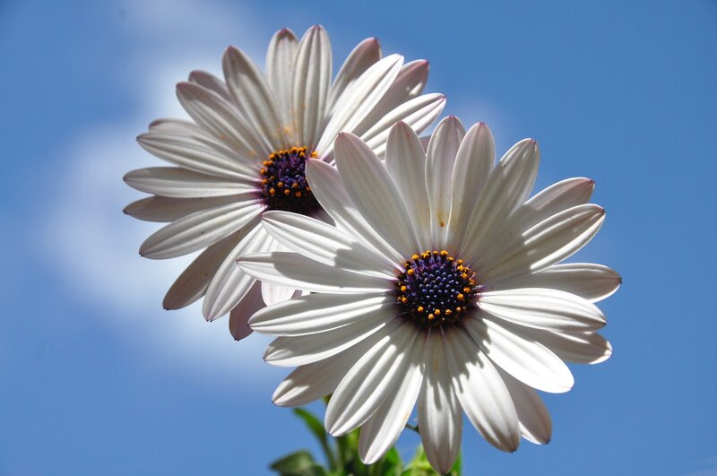 White Daisies Against Blue Sky — Serene, Afternoon