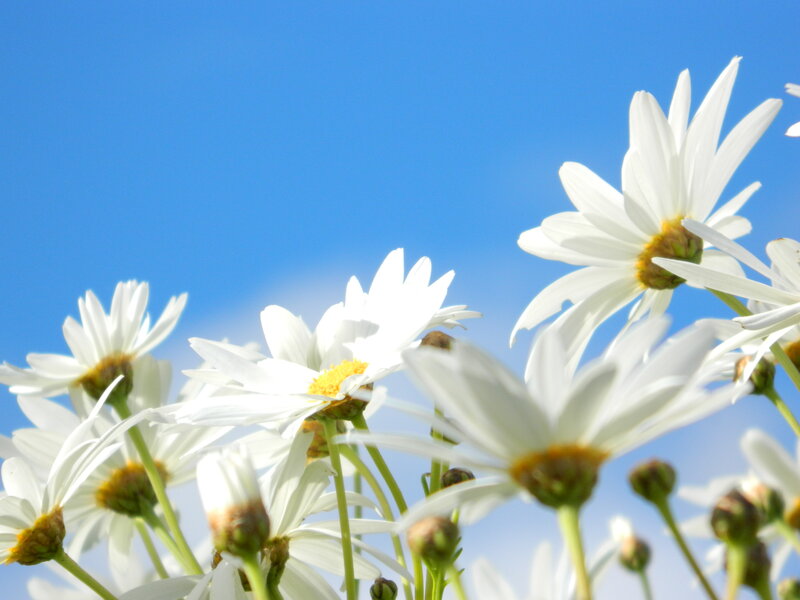 White Daisies Against Blue Sky — Serene