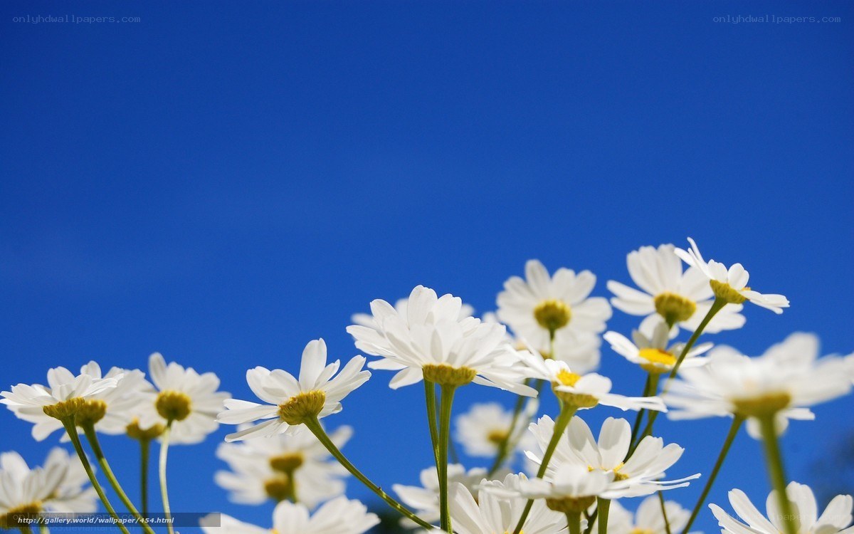White daisies against blue sky