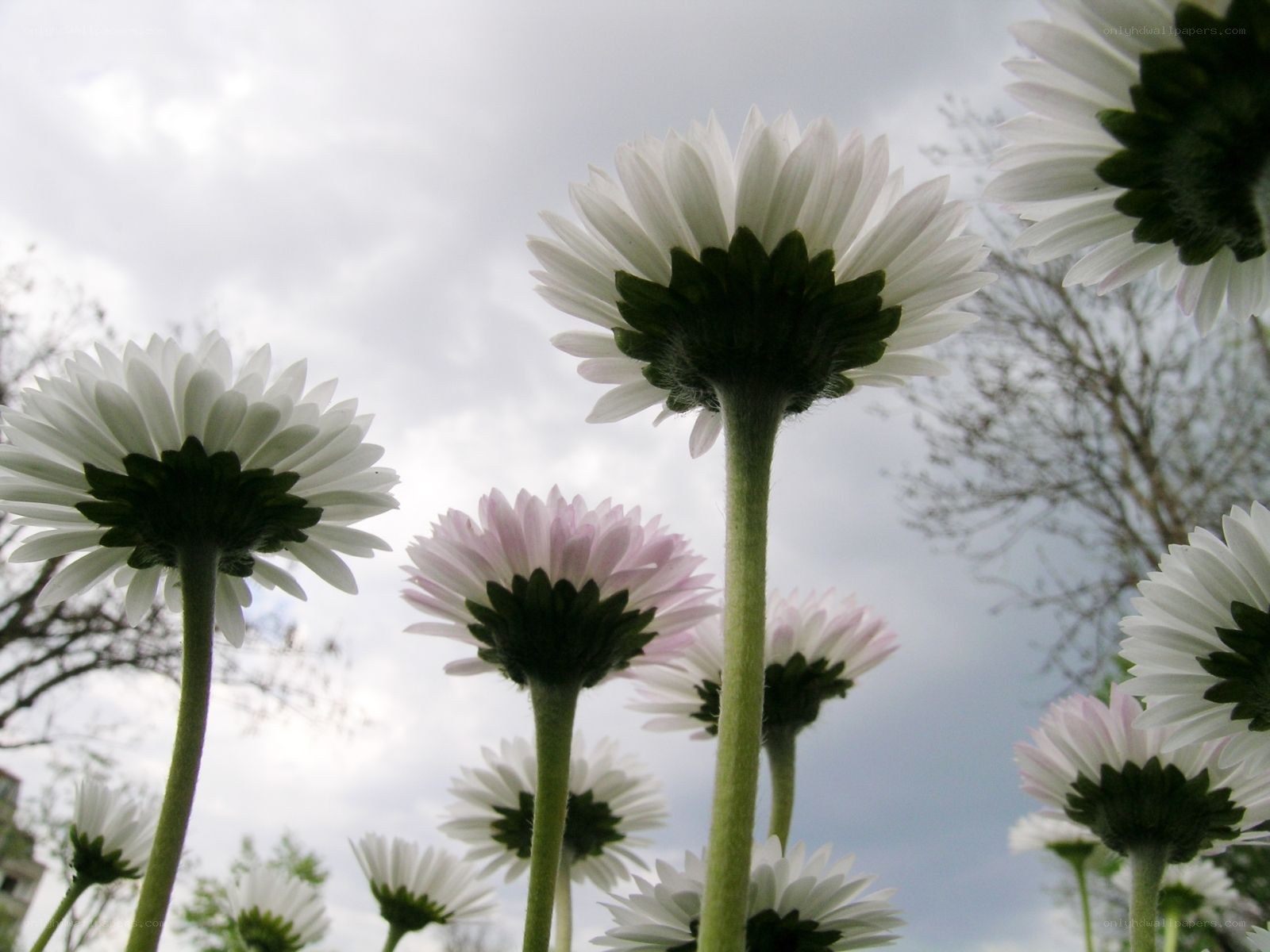 White daisies against cloudy sky