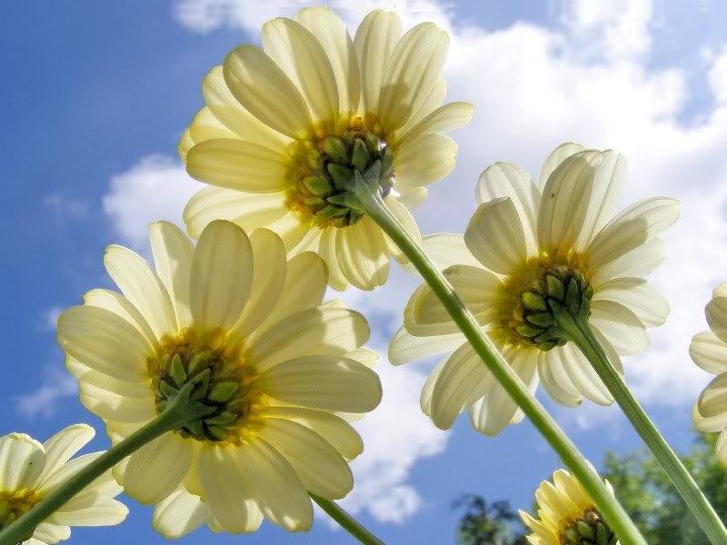 White Daisies Against Sky — Blue